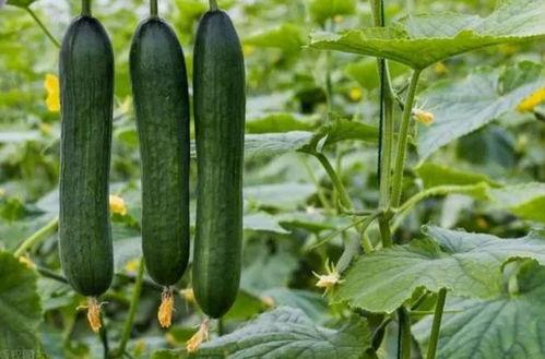 立夏吃瓜好吗,吃瓜养生正当时 第2张 立夏吃瓜好吗,吃瓜养生正当时 第2张